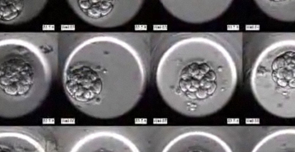 embryoscope video feature image