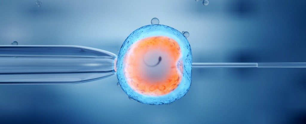 ICSI Embryo creation